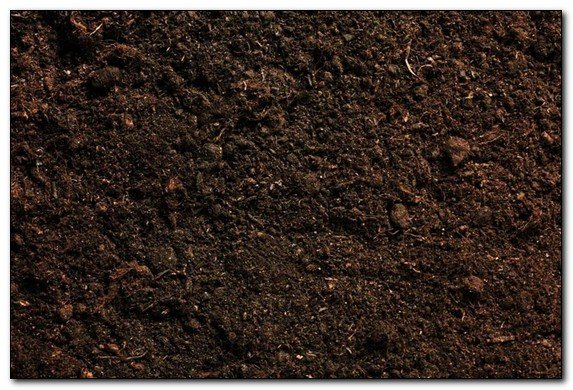 Как правильно вносить чернозем в почву - рекомендации садоводам и дачникам
